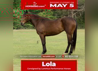 American Quarter Horse, Merrie, 4 Jaar, 147 cm, Roodbruin