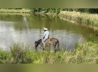 American Quarter Horse, Merrie, 4 Jaar, 147 cm, Roodbruin