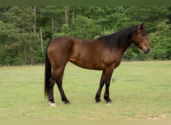 American Quarter Horse, Merrie, 4 Jaar, 147 cm, Roodbruin