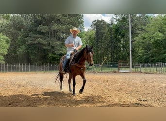 American Quarter Horse, Merrie, 4 Jaar, 147 cm, Roodbruin