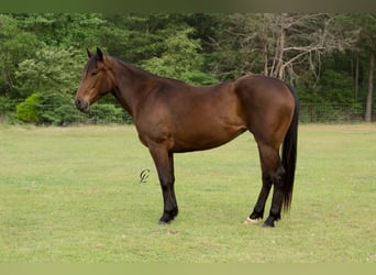 American Quarter Horse, Merrie, 4 Jaar, 147 cm, Roodbruin