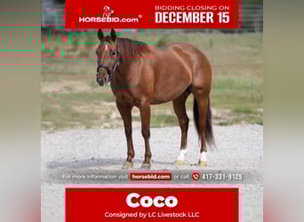 American Quarter Horse, Merrie, 4 Jaar, 147 cm, Roodvos