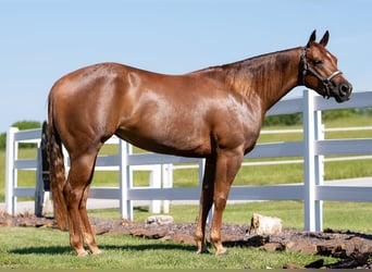 American Quarter Horse, Merrie, 4 Jaar, 147 cm, Roodvos