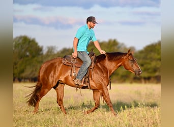 American Quarter Horse, Merrie, 4 Jaar, 147 cm, Roodvos