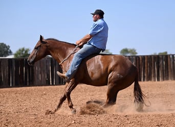 American Quarter Horse, Merrie, 4 Jaar, 147 cm, Roodvos