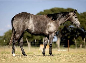 American Quarter Horse, Merrie, 4 Jaar, 147 cm, Schimmel