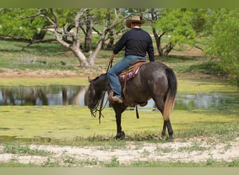 American Quarter Horse, Merrie, 4 Jaar, 147 cm, Schimmel