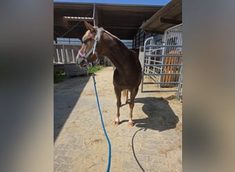 American Quarter Horse, Merrie, 4 Jaar, 148 cm, Donkere-vos
