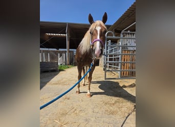 American Quarter Horse, Merrie, 4 Jaar, 148 cm, Donkere-vos