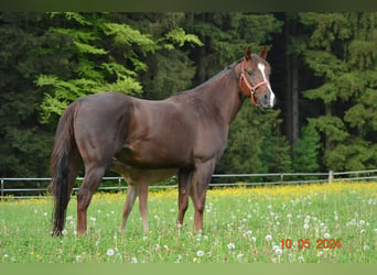 American Quarter Horse, Merrie, 4 Jaar, 148 cm, Donkere-vos