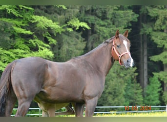 American Quarter Horse, Merrie, 4 Jaar, 148 cm, Donkere-vos