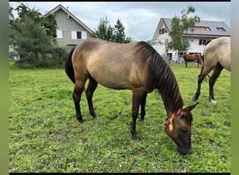 American Quarter Horse, Merrie, 4 Jaar, 148 cm, Grullo