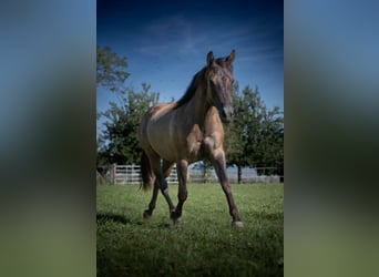 American Quarter Horse, Merrie, 4 Jaar, 148 cm, Grullo