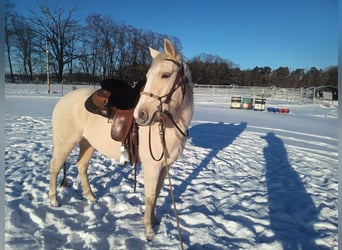 American Quarter Horse, Merrie, 4 Jaar, 148 cm, Palomino