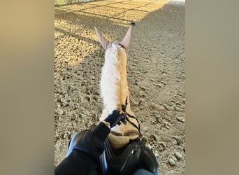 American Quarter Horse, Merrie, 4 Jaar, 148 cm, Palomino