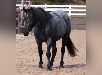 American Quarter Horse Mix, Merrie, 4 Jaar, 148 cm, Roan-Blue