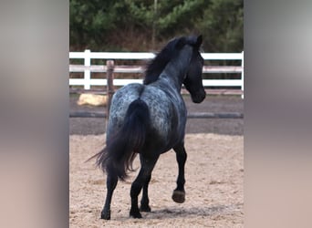 American Quarter Horse Mix, Merrie, 4 Jaar, 148 cm, Roan-Blue