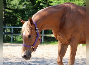 American Quarter Horse, Merrie, 4 Jaar, 148 cm, Vos