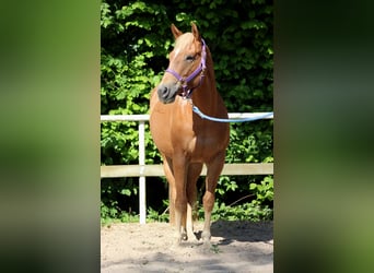 American Quarter Horse, Merrie, 4 Jaar, 148 cm, Vos