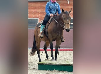 American Quarter Horse, Merrie, 4 Jaar, 149 cm, Buckskin