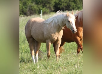 American Quarter Horse, Merrie, 4 Jaar, 149 cm, Palomino