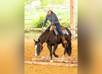 American Quarter Horse, Merrie, 4 Jaar, 149 cm, Zwart