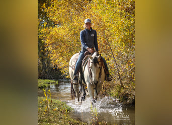 American Quarter Horse, Merrie, 4 Jaar, 150 cm, Buckskin