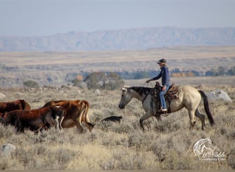 American Quarter Horse, Merrie, 4 Jaar, 150 cm, Buckskin