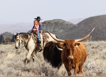 American Quarter Horse, Merrie, 4 Jaar, 150 cm, Buckskin