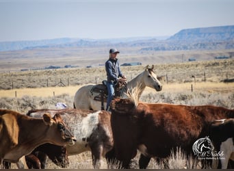 American Quarter Horse, Merrie, 4 Jaar, 150 cm, Buckskin