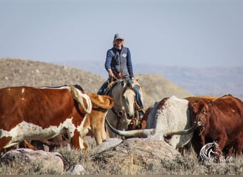 American Quarter Horse, Merrie, 4 Jaar, 150 cm, Buckskin