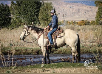 American Quarter Horse, Merrie, 4 Jaar, 150 cm, Buckskin