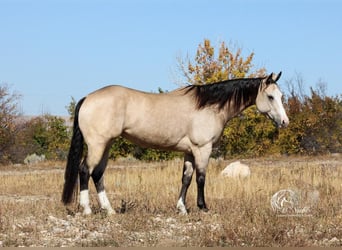 American Quarter Horse, Merrie, 4 Jaar, 150 cm, Buckskin