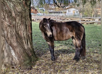 American Quarter Horse, Merrie, 4 Jaar, 150 cm, Buckskin