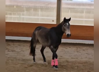 American Quarter Horse, Merrie, 4 Jaar, 150 cm, Buckskin