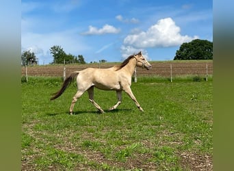 American Quarter Horse, Merrie, 4 Jaar, 150 cm, Champagne