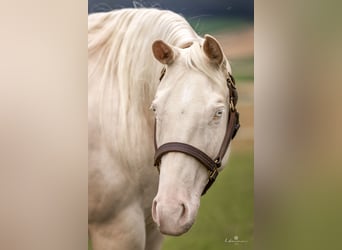 American Quarter Horse, Merrie, 4 Jaar, 150 cm, Cremello