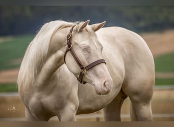 American Quarter Horse, Merrie, 4 Jaar, 150 cm, Cremello