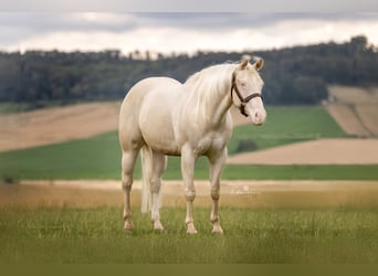 American Quarter Horse, Merrie, 4 Jaar, 150 cm, Cremello