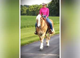 American Quarter Horse, Merrie, 4 Jaar, 150 cm, Donkere-vos