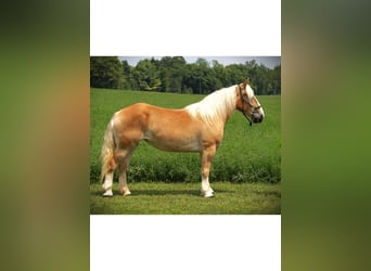 American Quarter Horse, Merrie, 4 Jaar, 150 cm, Donkere-vos