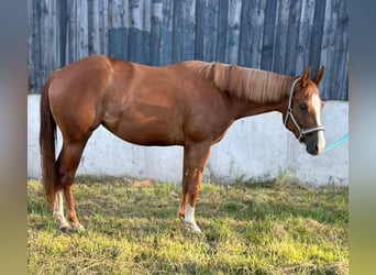 American Quarter Horse, Merrie, 4 Jaar, 150 cm, Donkere-vos