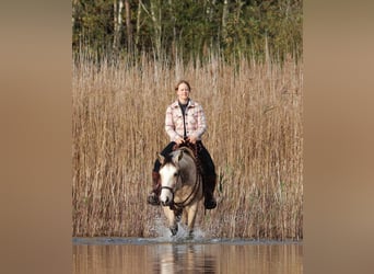 American Quarter Horse Mix, Merrie, 4 Jaar, 150 cm, Falbe