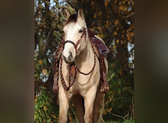 American Quarter Horse Mix, Merrie, 4 Jaar, 150 cm, Falbe