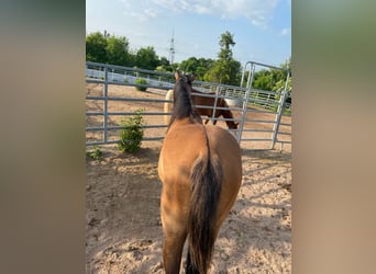 American Quarter Horse, Merrie, 4 Jaar, 150 cm, Falbe