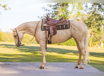 American Quarter Horse, Merrie, 4 Jaar, 150 cm, Palomino