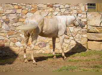 American Quarter Horse, Merrie, 4 Jaar, 150 cm, Palomino
