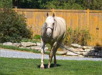 American Quarter Horse, Merrie, 4 Jaar, 150 cm, Palomino