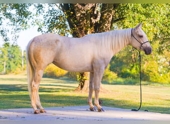 American Quarter Horse, Merrie, 4 Jaar, 150 cm, Palomino
