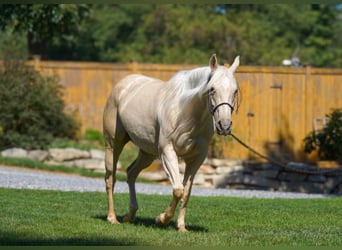 American Quarter Horse, Merrie, 4 Jaar, 150 cm, Palomino